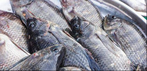 Como o abate pode influenciar na qualidade do pescado?