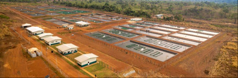 Crescer, produzir e resistir: a nova linha da GenoMar Genetics Crescer, produzir e resistir: a nova linha da GenoMar Genetics