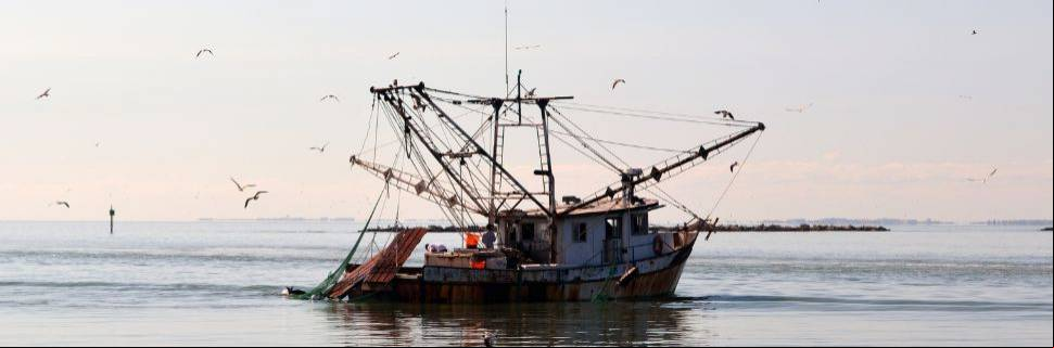 Maturidade tecnológica e o futuro da indústria do pescado para 2025