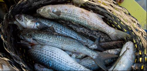 O rumo certo das cotas com base científica para pesca da tainha 